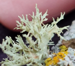 Ramalina americana
