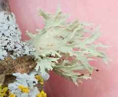 Ramalina americana
