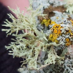 Ramalina americana