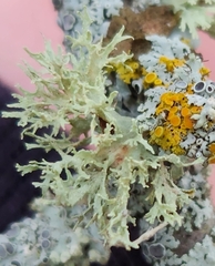 Ramalina americana