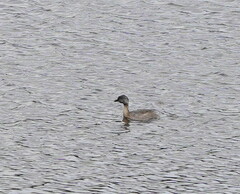 Poliocephalus poliocephalus