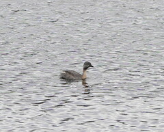 Poliocephalus poliocephalus