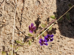 Aptosimum procumbens