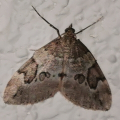 Thera juniperata