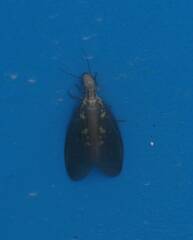 Protohermes costalis