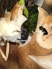 Anoplotrupes stercorosus