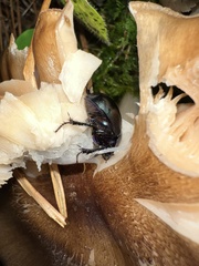 Anoplotrupes stercorosus