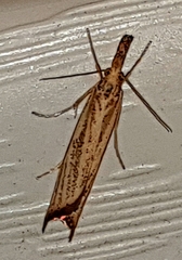 Agriphila vulgivagellus