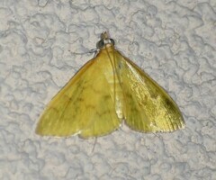 Loxomorpha flavidissimalis