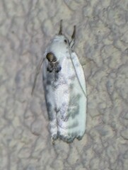 Antaeotricha