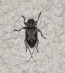 Sternidius mimeticus