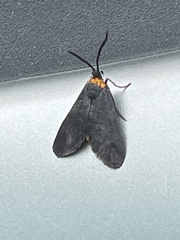 Pollanisus subdolosa