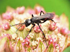 Ammosphex michiganensis