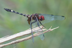 Dythemis fugax