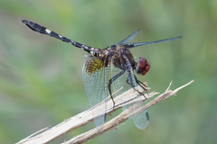 Dythemis fugax