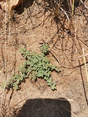 Euphorbia serpens