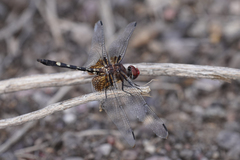 Dythemis fugax