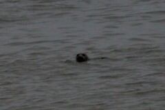 Phoca vitulina vitulina