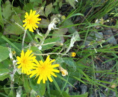 Hieracium