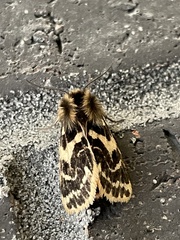 Ardices curvata