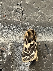 Ardices curvata