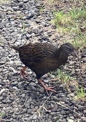 Gallirallus australis australis