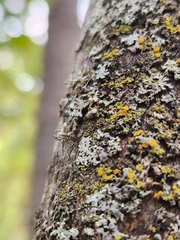 Phaeophyscia ciliata