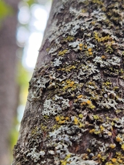 Phaeophyscia ciliata