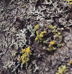 Phaeophyscia ciliata