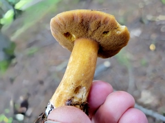 Suillus punctipes