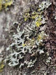Phaeophyscia ciliata