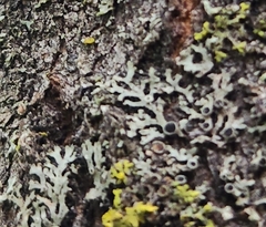 Phaeophyscia ciliata