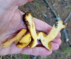 Suillus punctipes