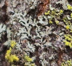 Phaeophyscia ciliata
