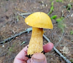 Suillus punctipes