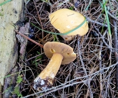 Suillus punctipes