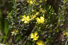 Hibbertia riparia