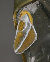 Syssphinx albolineata