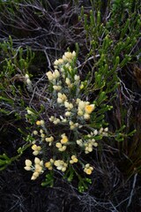 Achyranthemum mucronatum