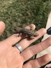Sceloporus occidentalis