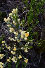 Achyranthemum mucronatum