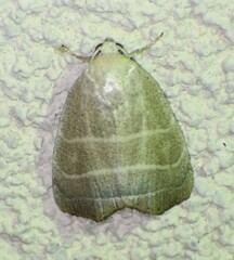 Bagisara rectifascia