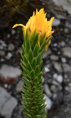 Lachnaea aurea