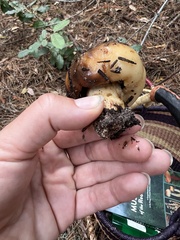 Russula fragrantissima