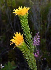 Lachnaea aurea