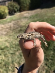 Sceloporus occidentalis
