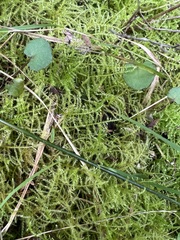 Kindbergia praelonga