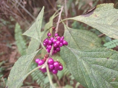 Callicarpa americana