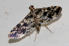 Rhimphalea lindusalis