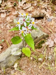 Eurybia